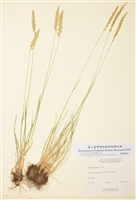 藏品(洽草)的圖片